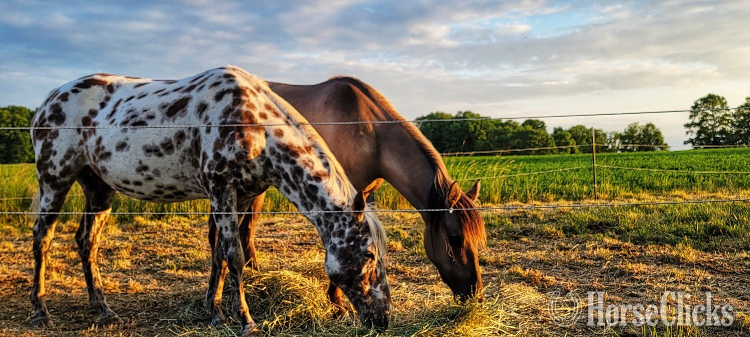 "Denali" Grullo Mare Quarter Horse in Michigan