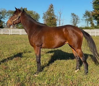 "Santa Cruz Girl" Bay Filly Appendix