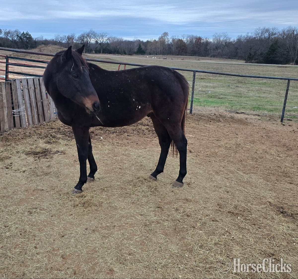 "Respunzel " Bay Gelding Thoroughbred in Oklahoma