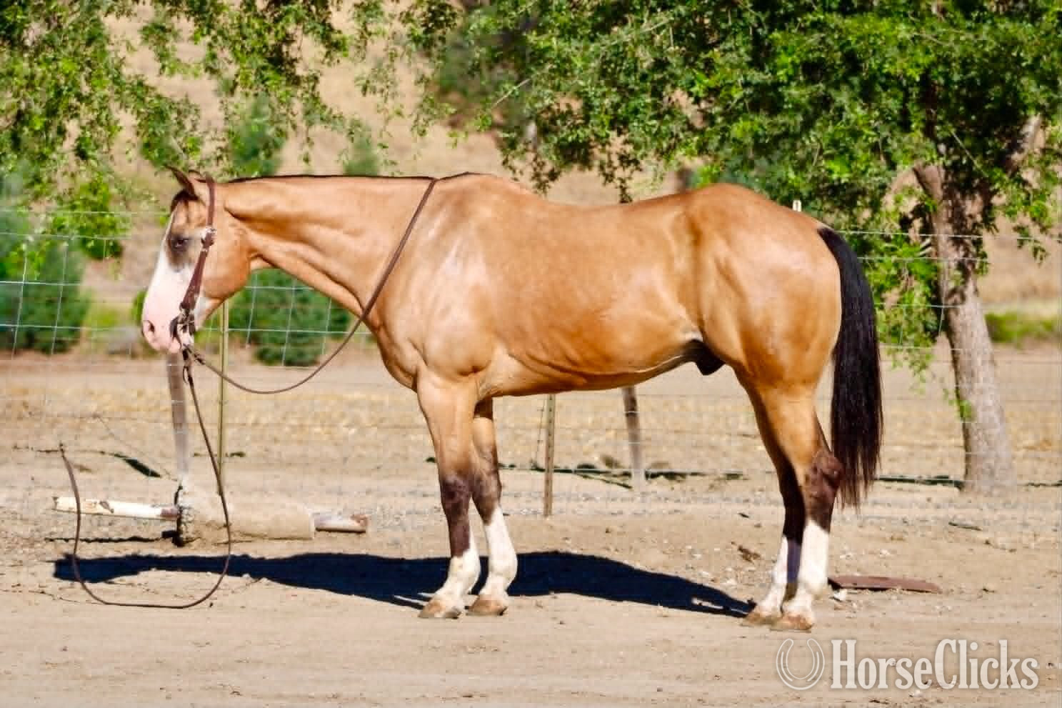 "BAXTER" Buckskin Gelding Quarter Horse