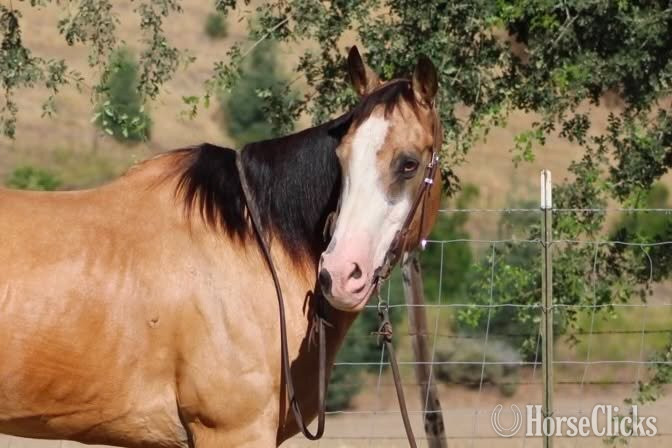 California "BAXTER" Buckskin Gelding Quarter Horse
