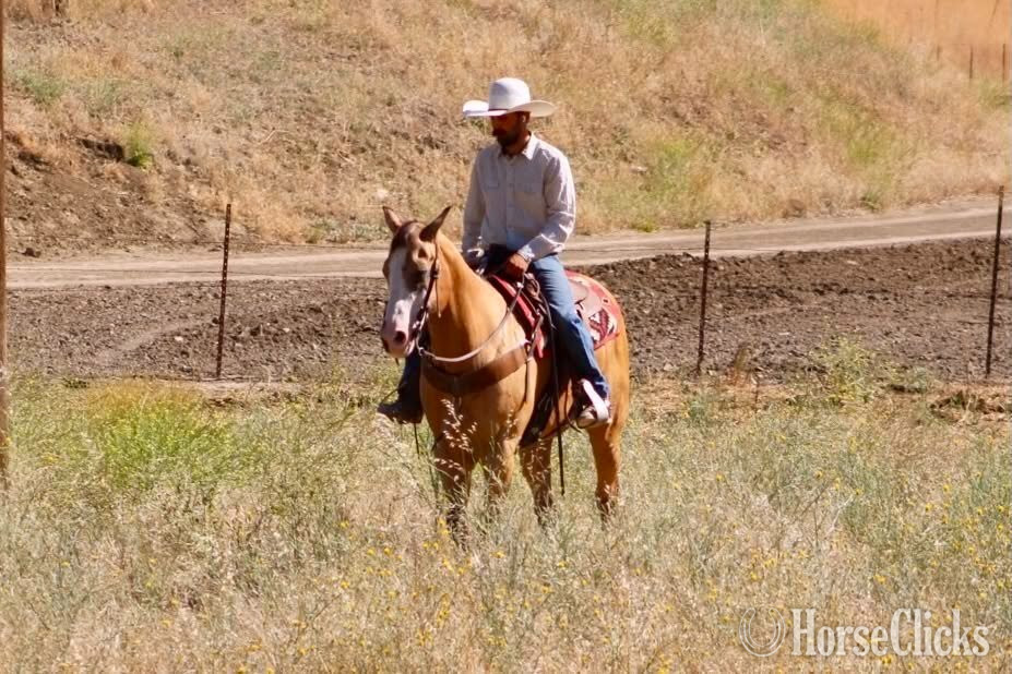 "BAXTER" Buckskin Gelding Quarter Horse California