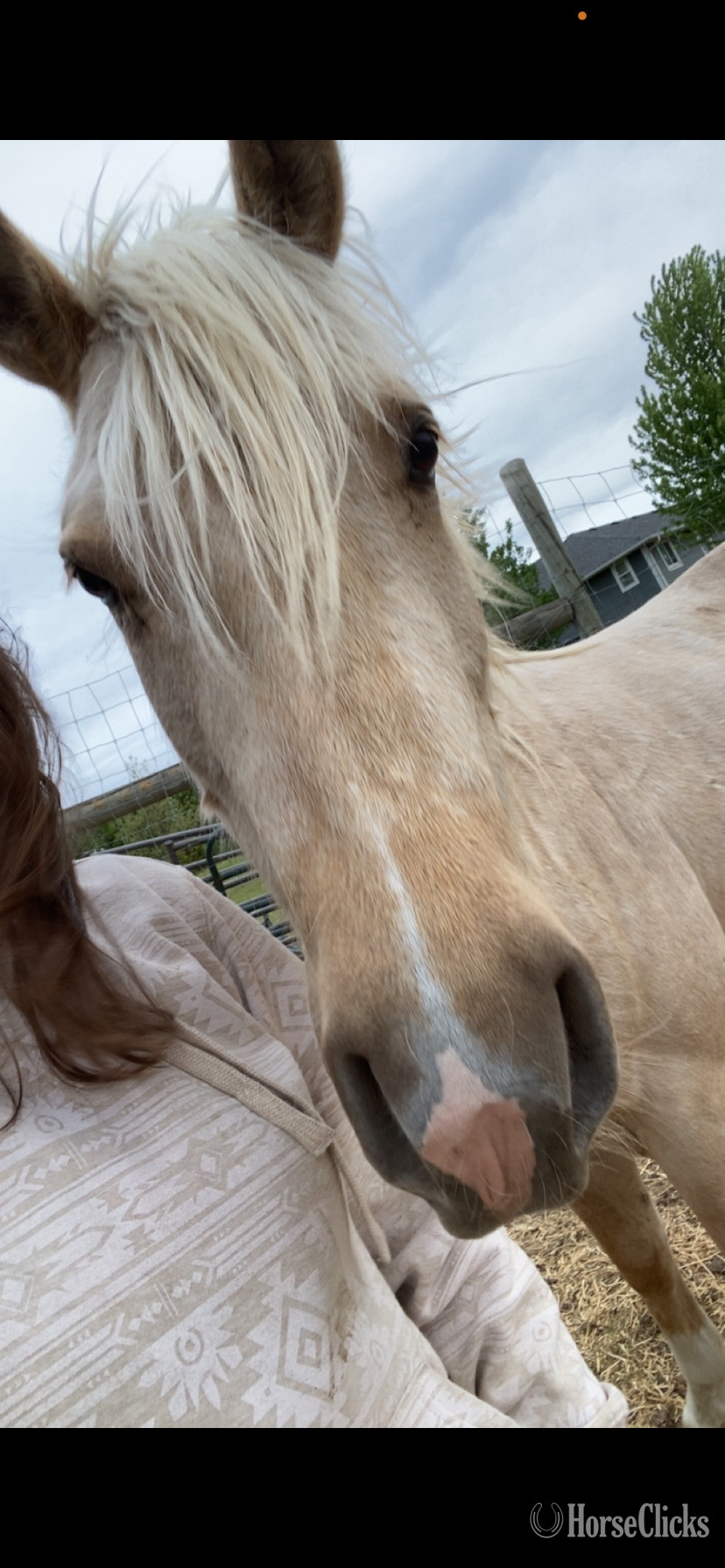 "Arlo" Palomino Gelding Quarter Horse in Minnesota