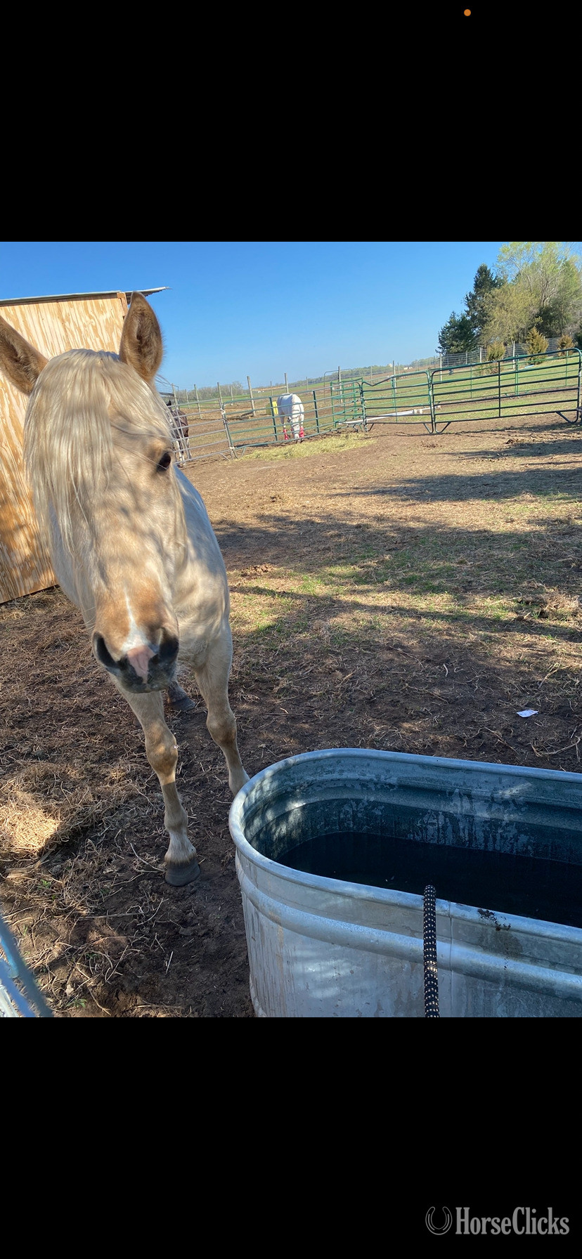 "Arlo" Palomino Gelding Quarter Horse