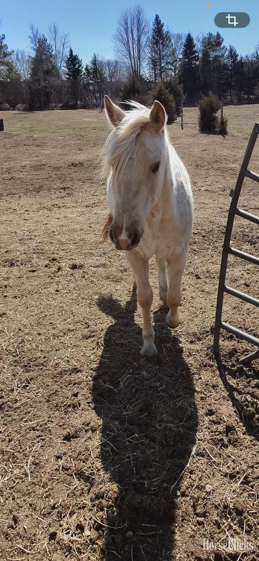 Minnesota "Arlo" Palomino Gelding Quarter Horse
