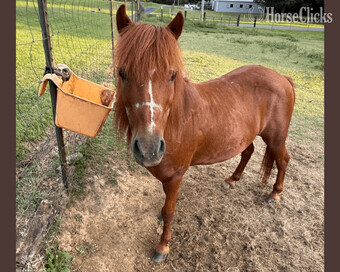 "Max" Sorrel Gelding Pony