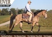 "River" Buckskin Mare Tennessee Walker