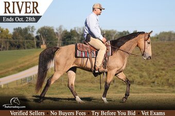 "River" Buckskin Mare Tennessee Walker