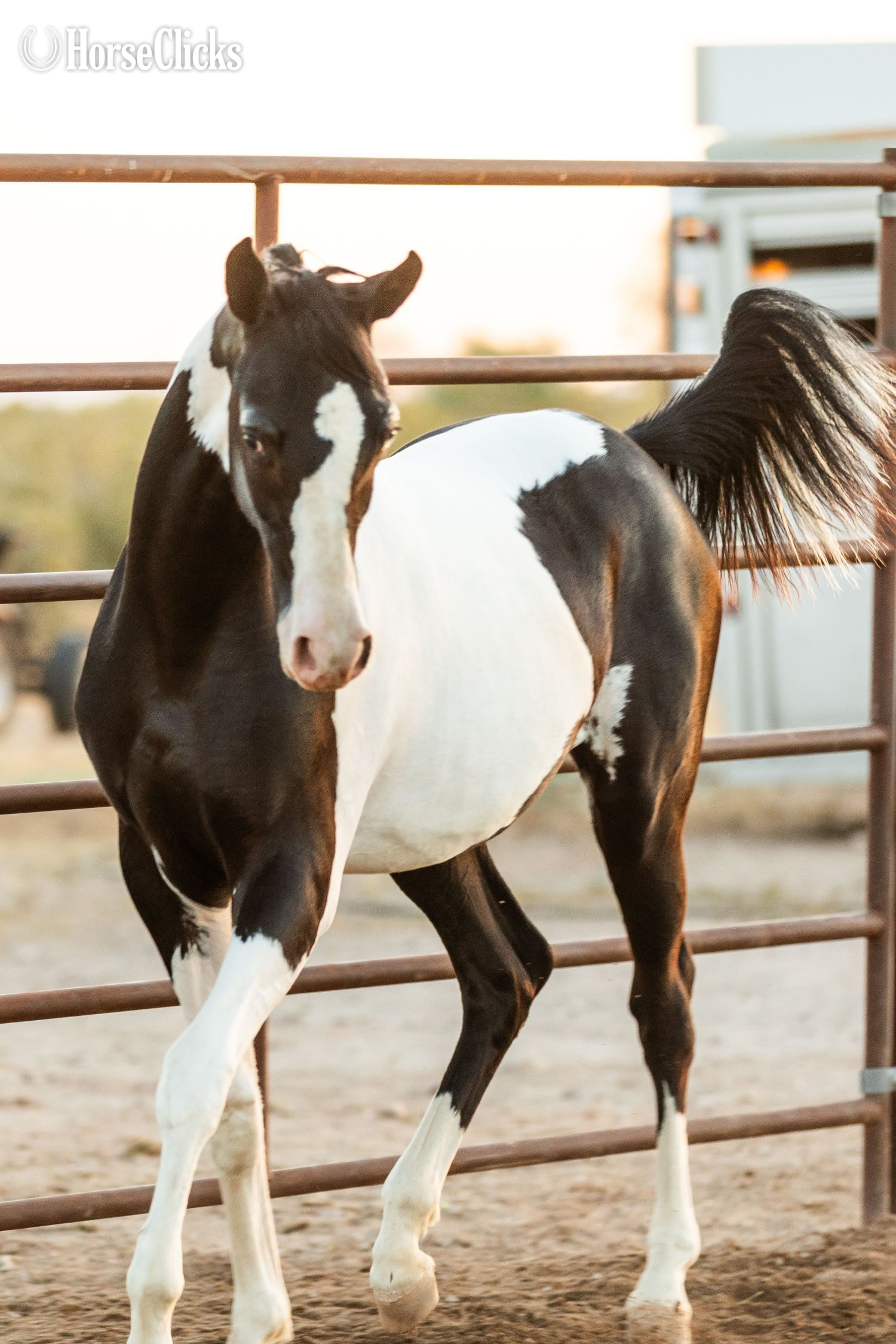 "SPA Contessaah" Black Filly Arabian Cross in Arizona