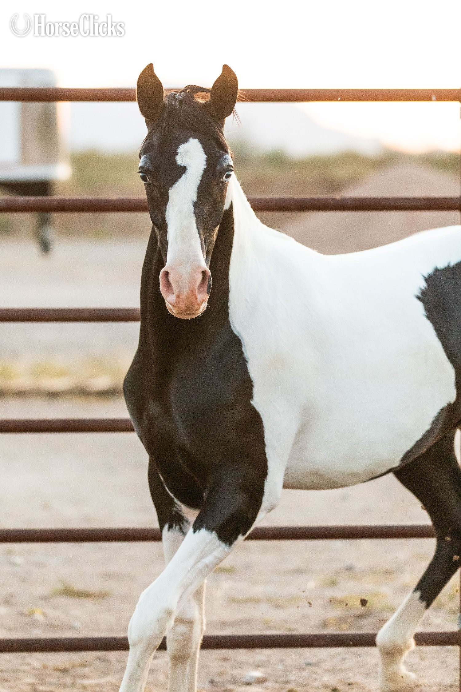 "SPA Contessaah" Black Filly Arabian Cross