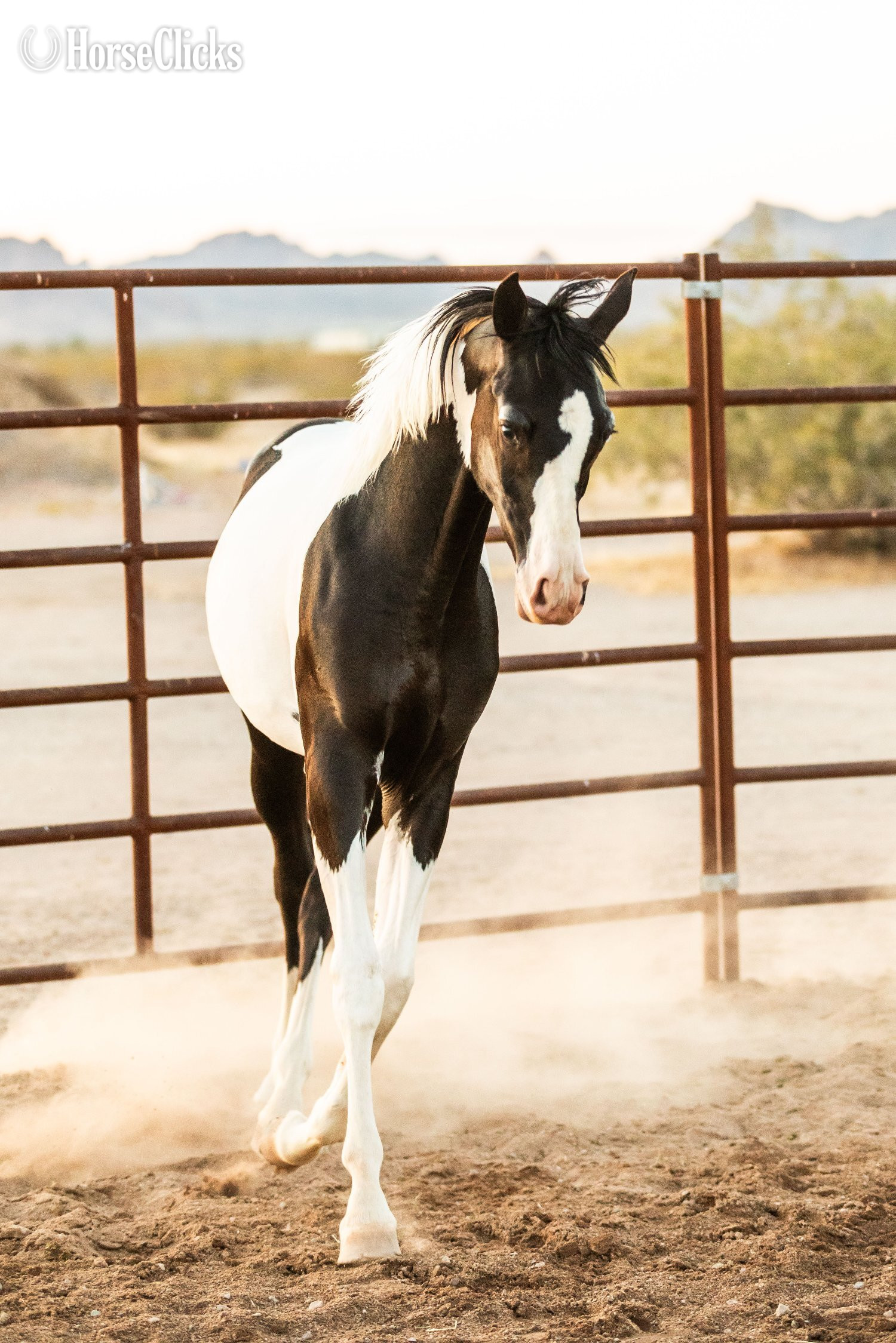 Arizona "SPA Contessaah" Black Filly Arabian Cross