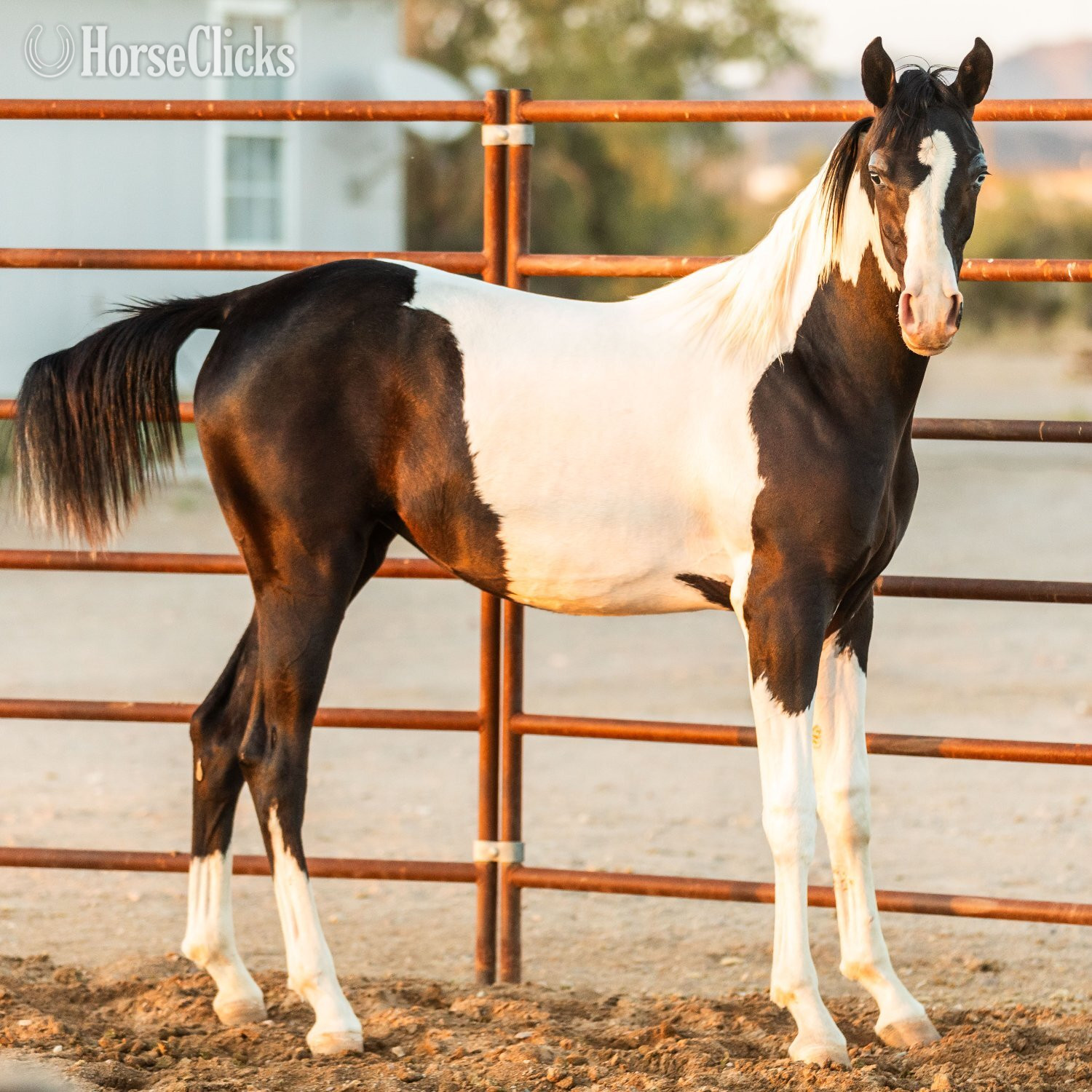 "SPA Contessaah" Black Filly Arabian Cross - Arabian Cross in Arizona