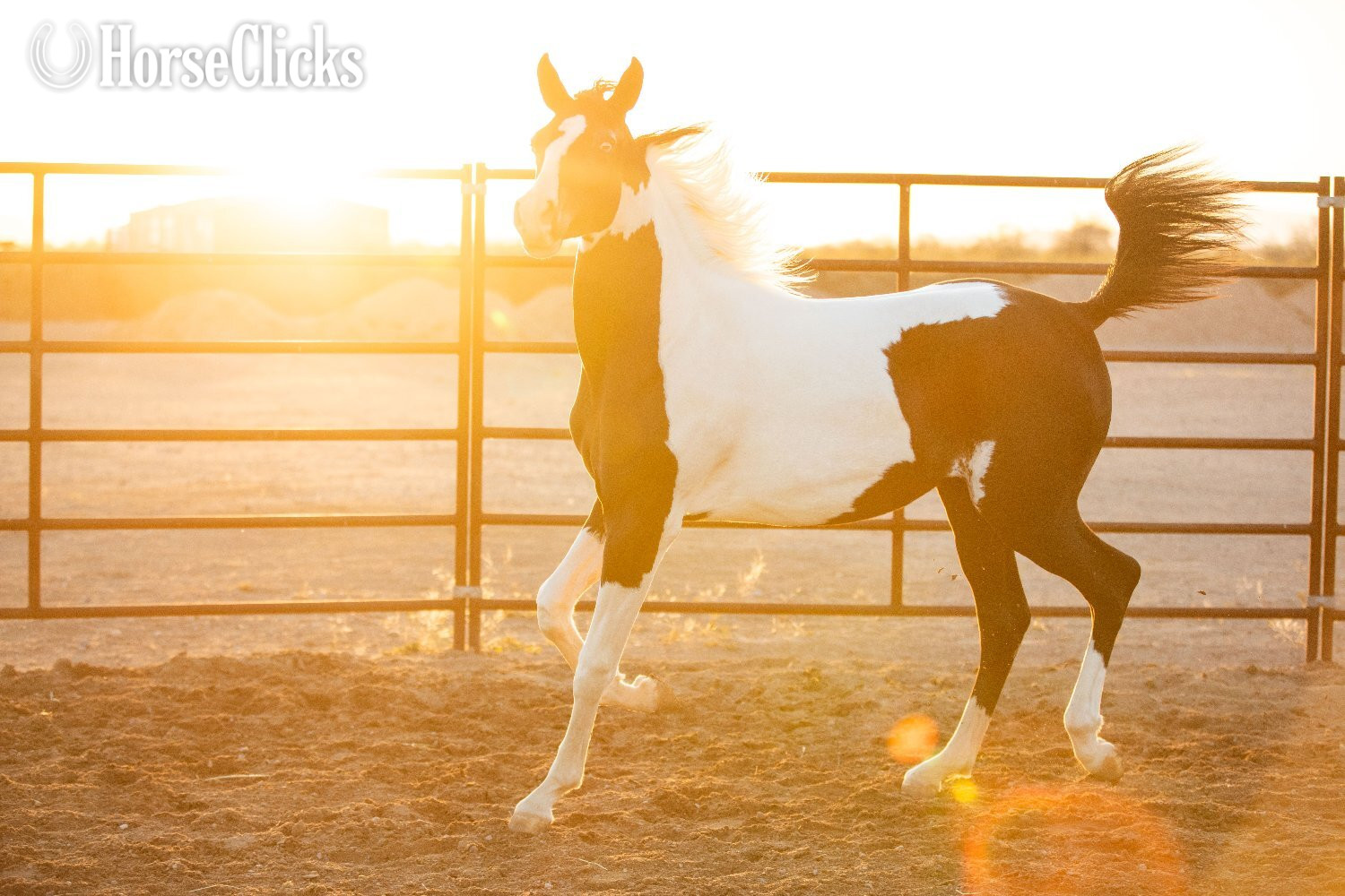 "SPA Contessaah" Black Filly Arabian Cross - Arabian Cross