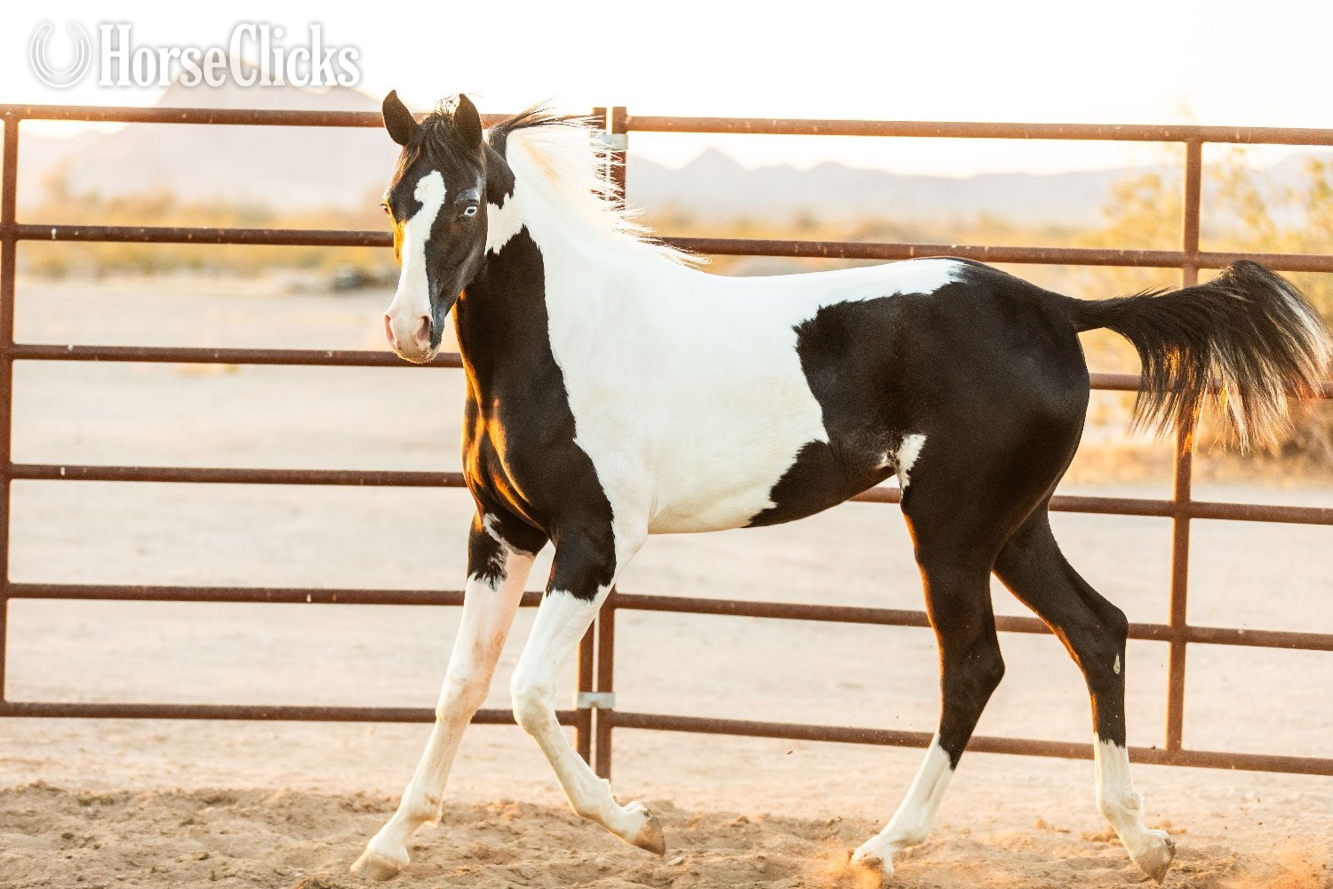 "SPA Contessaah" Black Filly Arabian Cross Arizona