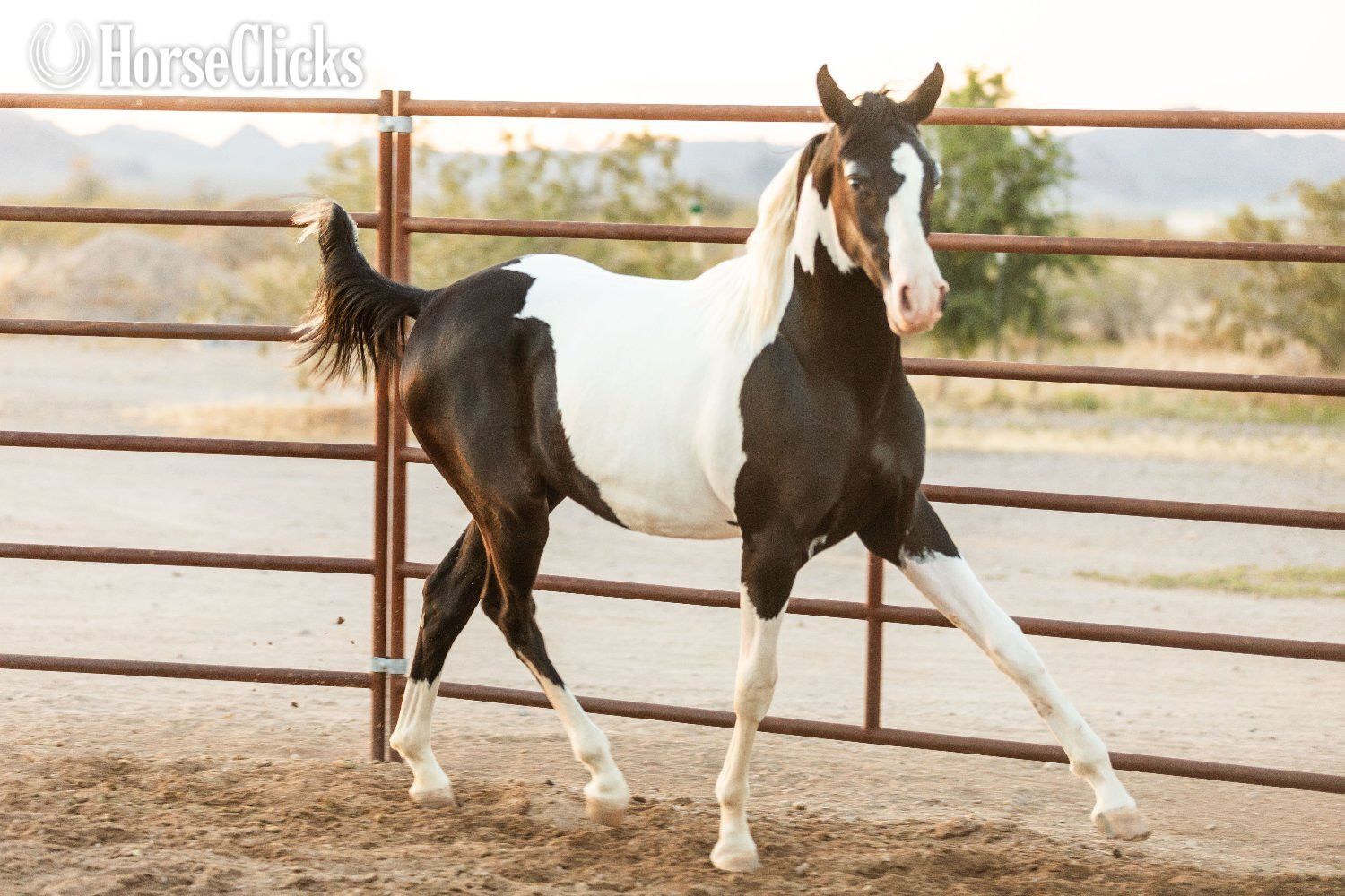 Arabian Cross - "SPA Contessaah" Black Filly Arabian Cross in Arizona