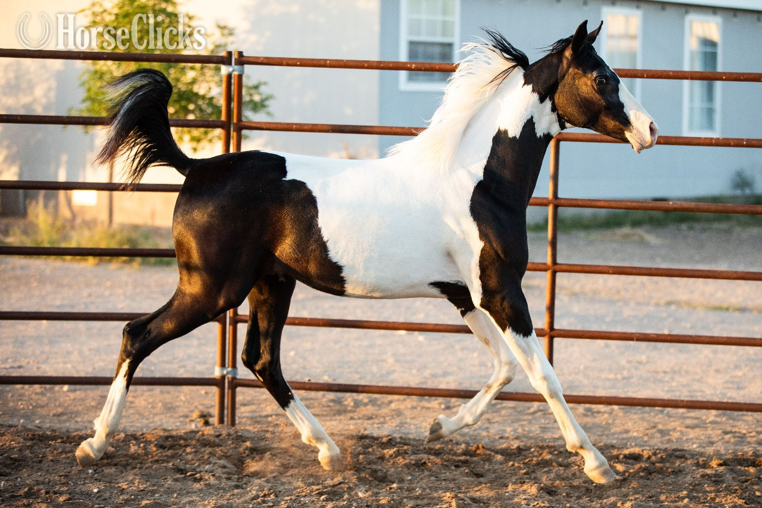 Arabian Cross - "SPA Contessaah" Black Filly Arabian Cross