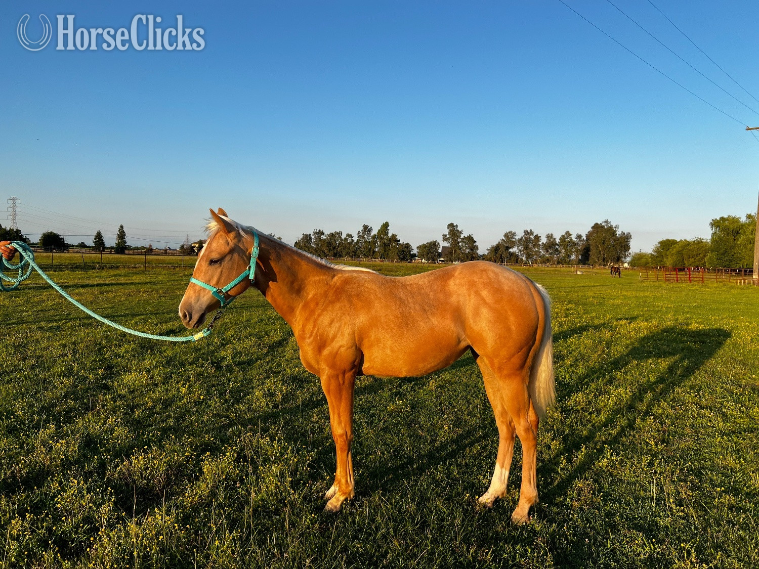 "GOTTA ROYAL SPIN" Palomino Filly Quarter Horse in California