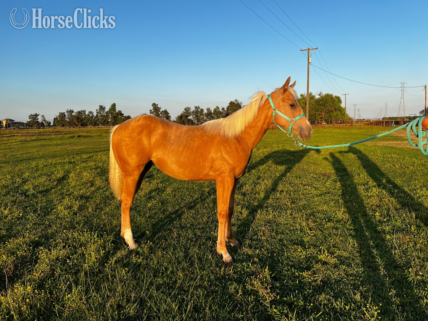 "GOTTA ROYAL SPIN" Palomino Filly Quarter Horse