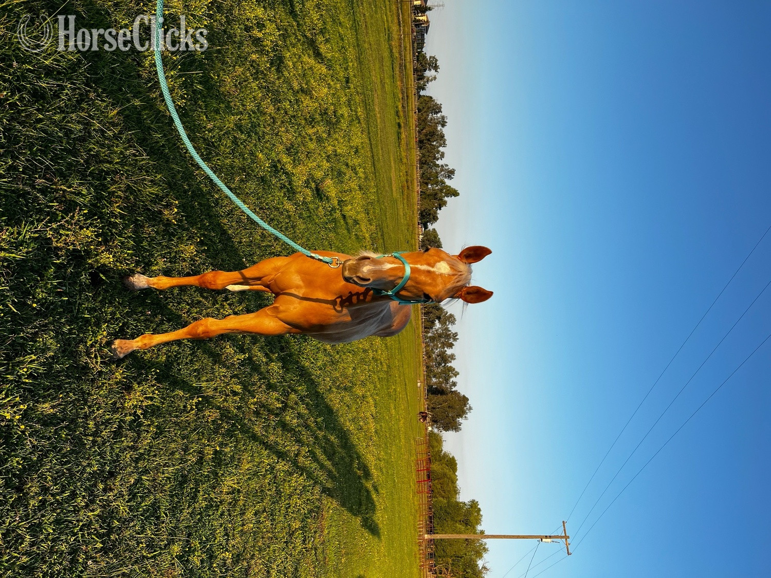 California "GOTTA ROYAL SPIN" Palomino Filly Quarter Horse