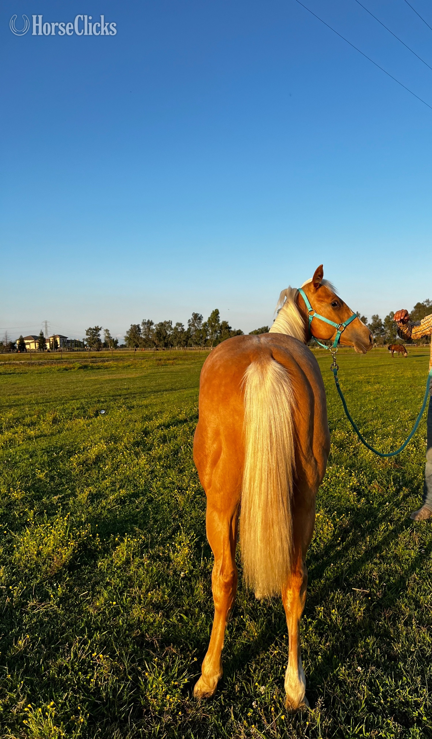 "GOTTA ROYAL SPIN" Palomino Filly Quarter Horse - Quarter Horse in California