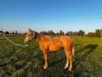 "GOTTA ROYAL SPIN" Palomino Filly Quarter Horse