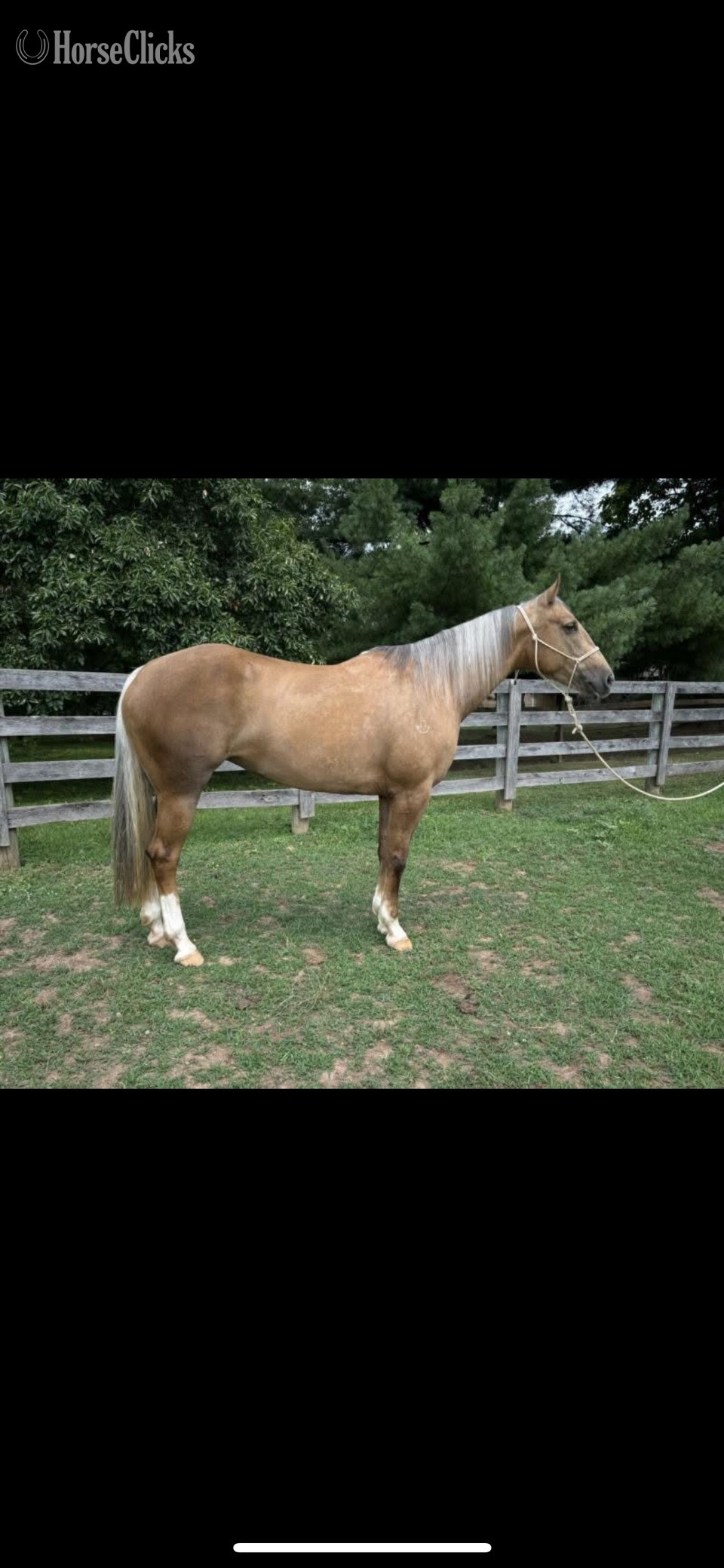 "Juan Last Cat" Palomino Mare Quarter Horse