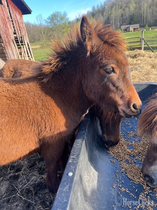 "Sugars " Bay Filly American Miniature