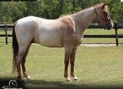 "Red" Red Roan Gelding Tennessee Walker