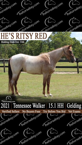 "Red" Red Roan Gelding Tennessee Walker