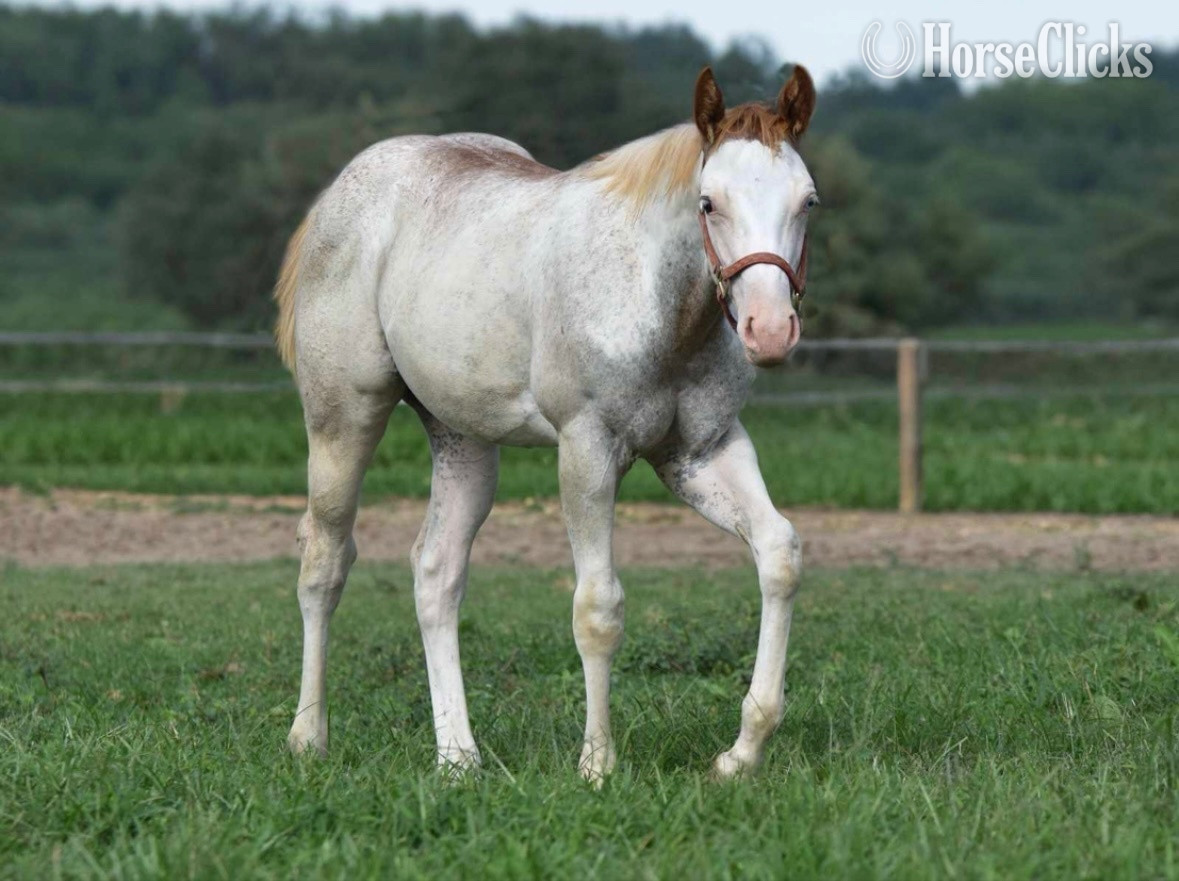"Too Kool To Lope" Overo Colt Paint in Maryland