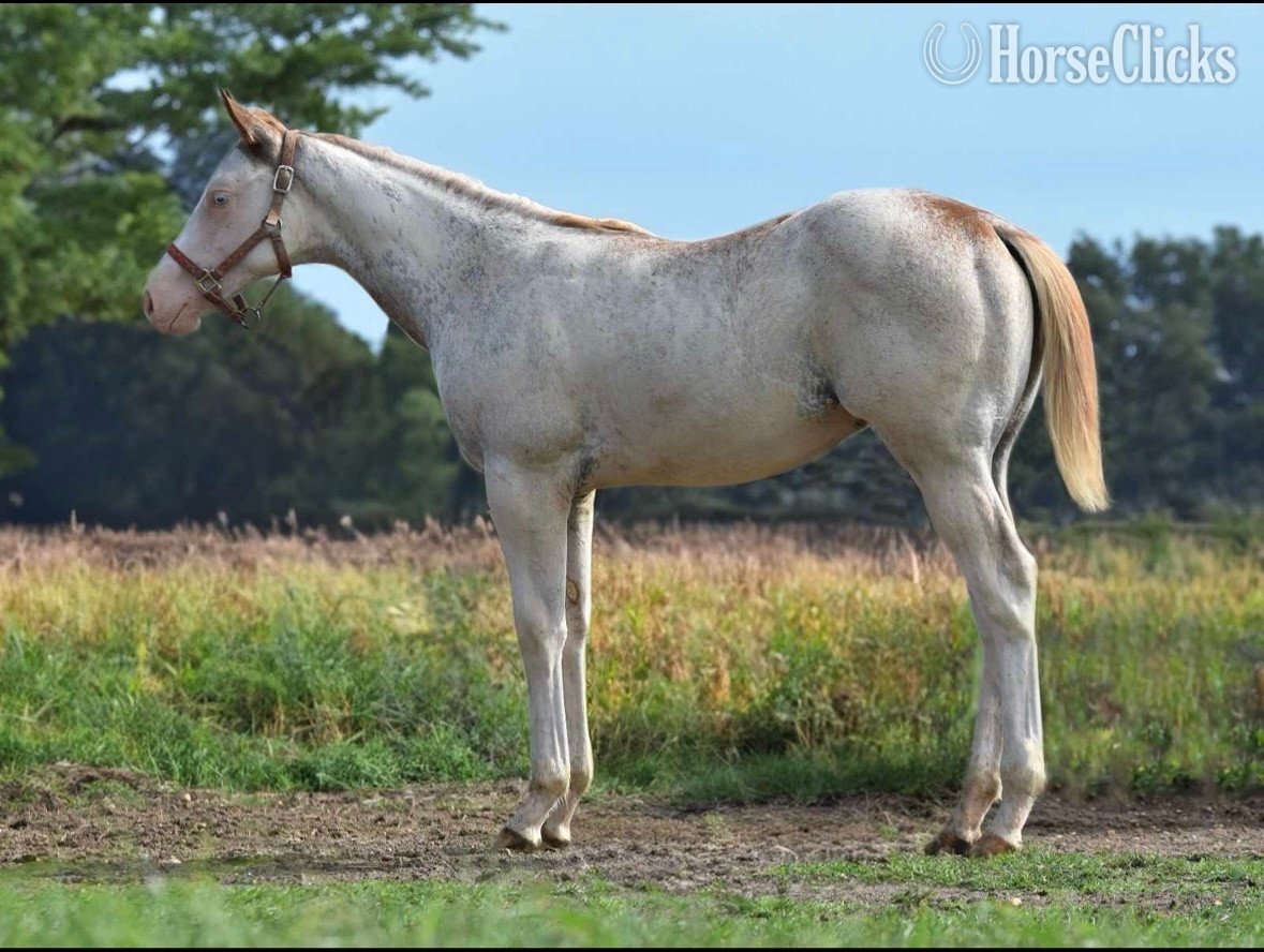 "Too Kool To Lope" Overo Colt Paint