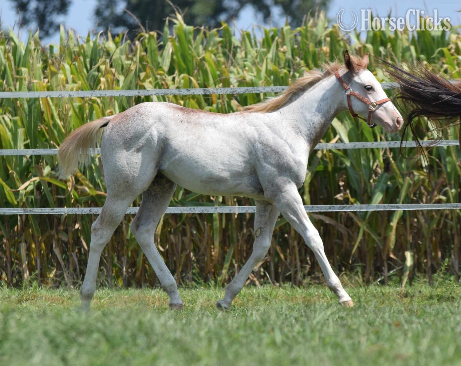 Maryland "Too Kool To Lope" Overo Colt Paint