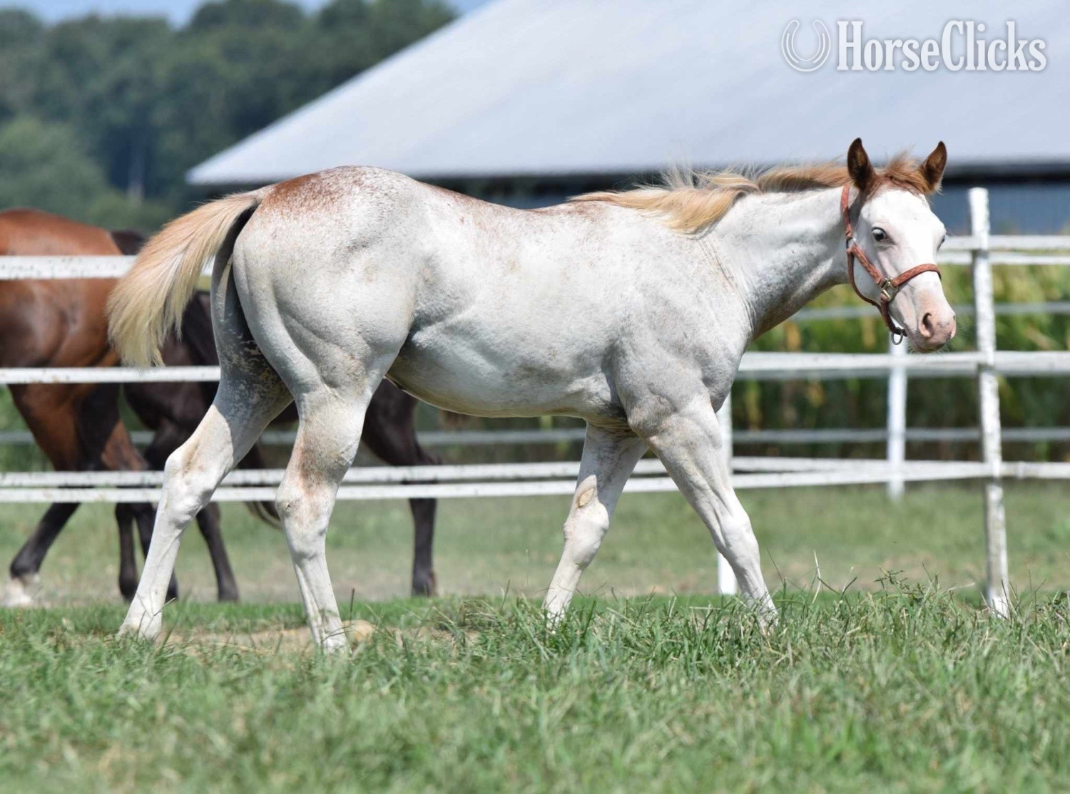 "Too Kool To Lope" Overo Colt Paint - Paint in Maryland