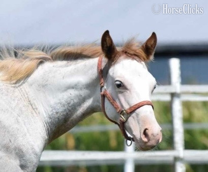 "Too Kool To Lope" Overo Colt Paint - Paint
