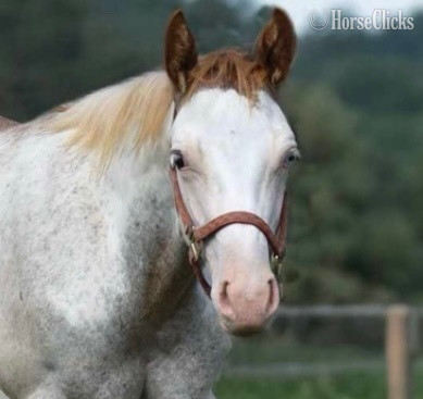 "Too Kool To Lope" Overo Colt Paint Maryland