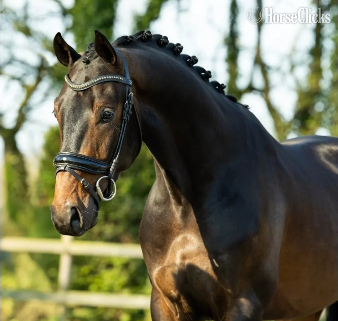 "Gill" Bay Stallion Dutch Warmblood in Texas