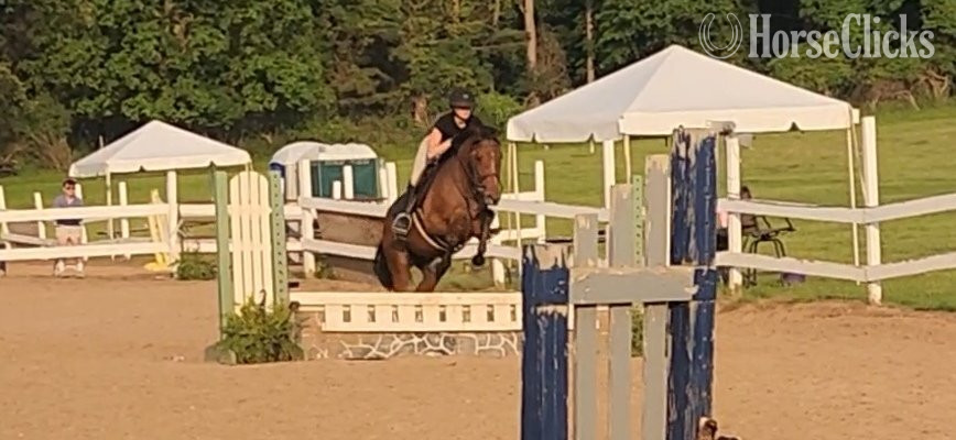 "Vosne (Minnie)" Bay Mare Warmblood in New York
