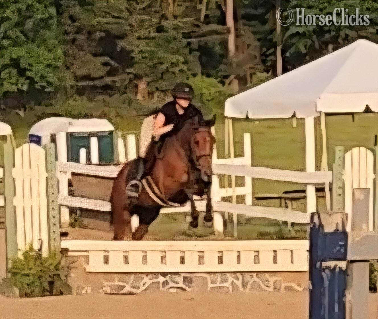 "Vosne (Minnie)" Bay Mare Warmblood
