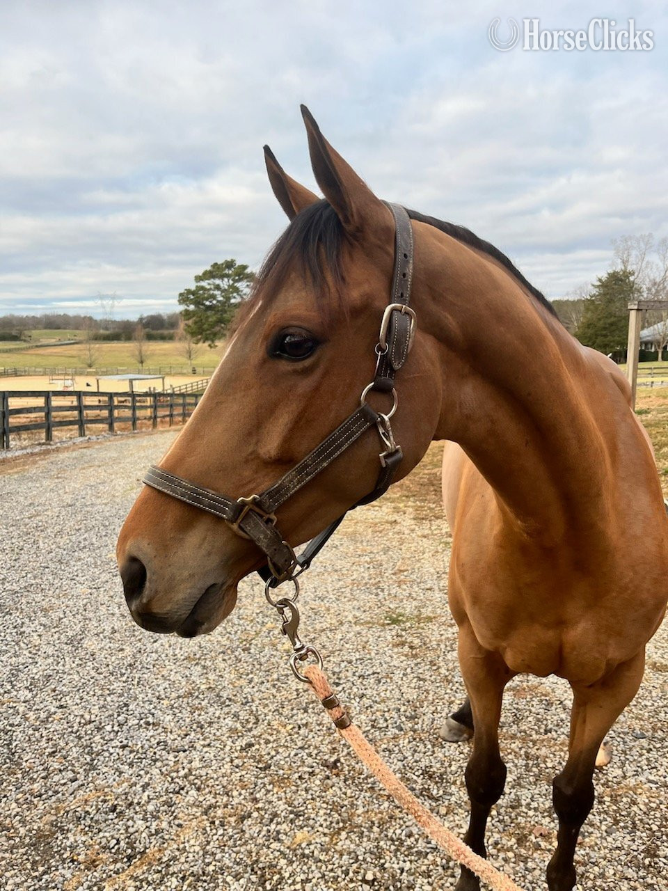 "Vosne (Minnie)" Bay Mare Warmblood - Warmblood in New York