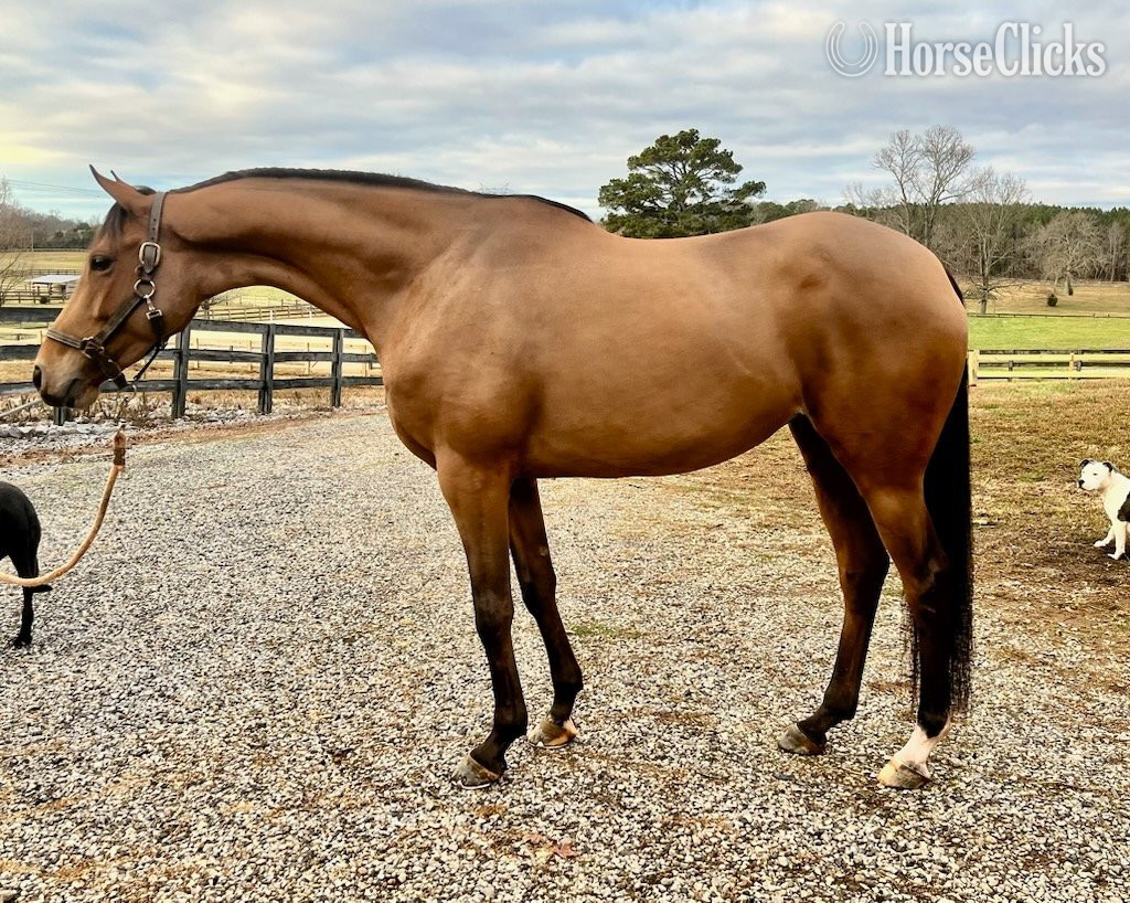"Vosne (Minnie)" Bay Mare Warmblood - Warmblood