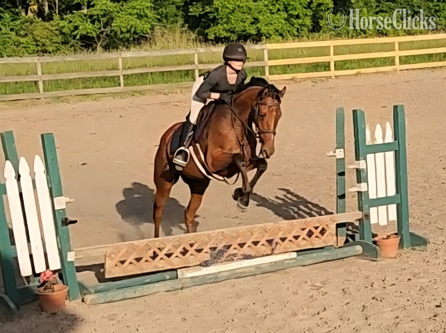 "Vosne (Minnie)" Bay Mare Warmblood New York