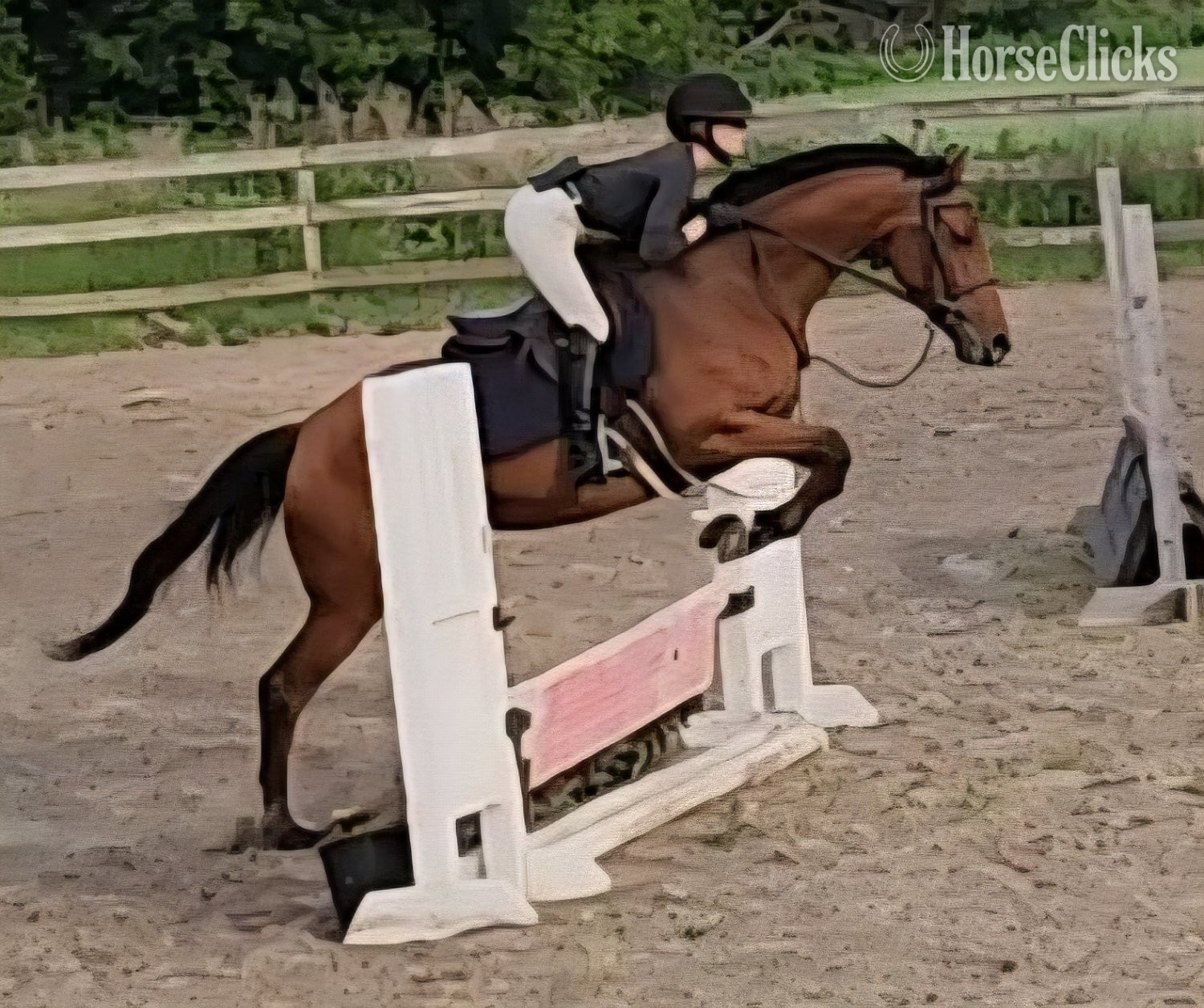 Warmblood - "Vosne (Minnie)" Bay Mare Warmblood in New York