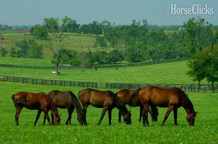 Commercial Property - 80,000 Sq Ft Indoor Arena with Endless Possibilities