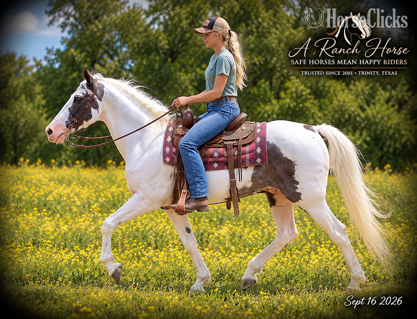 "Cosmo | Beginner-Safe Smooth-Gaited Spot" Blue Roan Gelding Spotted Saddle