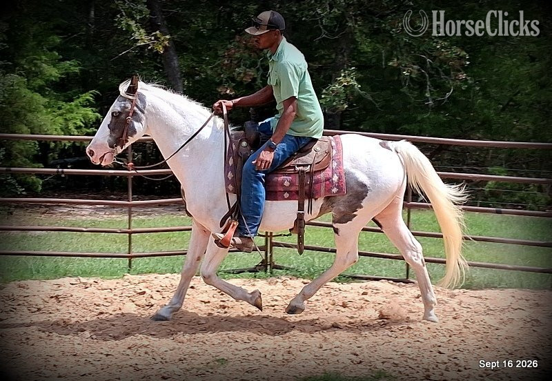 Spotted Saddle - "Cosmo | Beginner-Safe Smooth-Gaited Spot" Blue Roan Gelding Spotted Saddle in Texas
