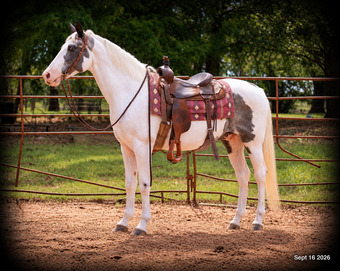 "Cosmo - Kid Safe Smooth Gaited Spotted G" Blue Roan Gelding Spotted Saddle