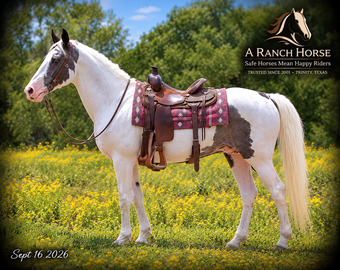 "Cosmo - Kid Safe Smooth Gaited Spotted G" Blue Roan Gelding Spotted Saddle