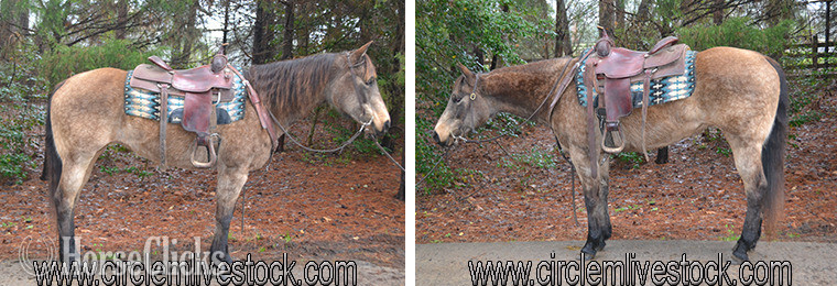 "Buttercup" Buckskin Mare Quarter Horse in North Carolina