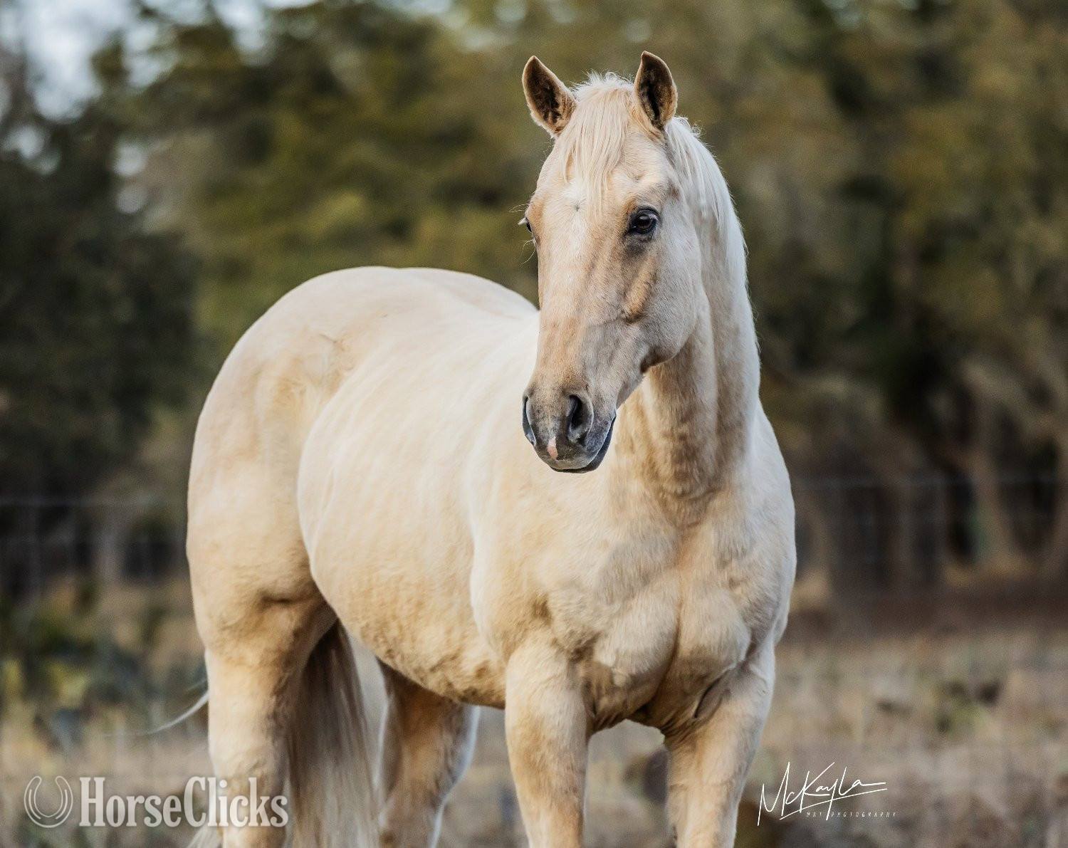 "Queso" Palomino Gelding Quarter Horse in Texas