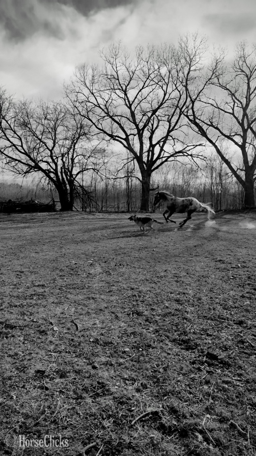 "Jigsaw "  Gelding Appaloosa in Kansas
